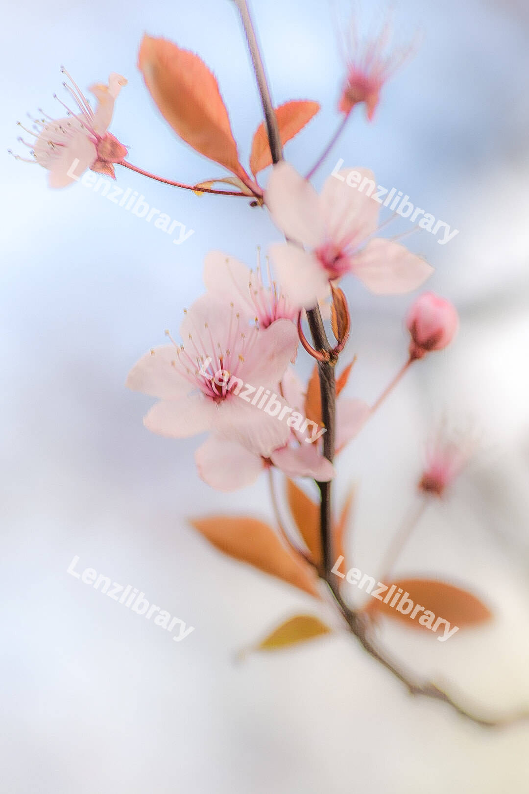 Cherry blossom flowers
